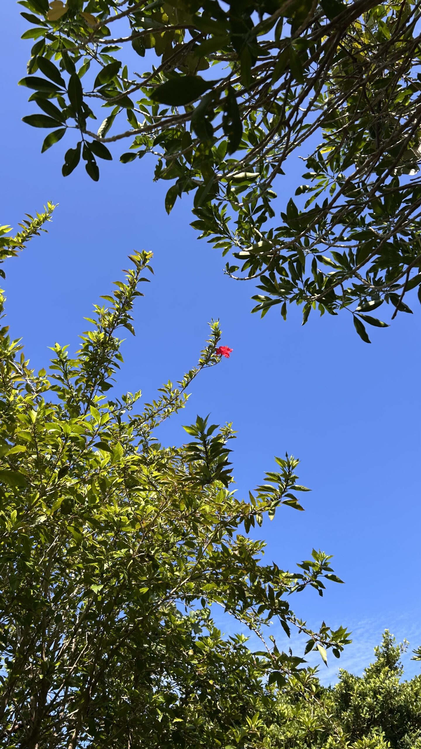 【お知らせ】ホームページを公開しました